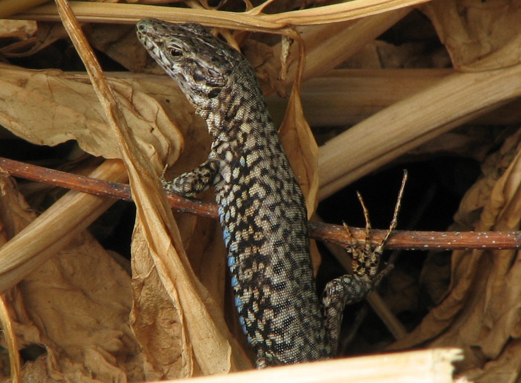 p. muralis